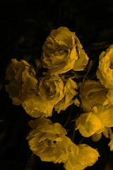 ROSE GARDEN BLOOMS VINTAGE SEPIA SALT PRINT EFFECT