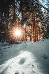 Winterwald im Sonnenschein