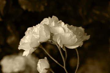 WHITE ROSES IN BLOOM VINTAGE SEPIA EFFECT 