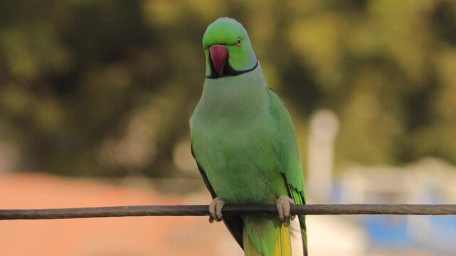 Beautiful indian green parrot. Green Parrot on the in morning light- singla of indian parrot sitting on guava tree and eating guava. Indian Ringneck Parakeet with selective focus background