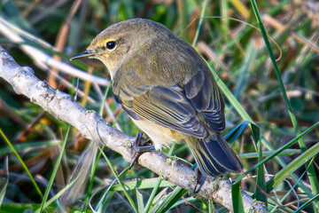 The common chiffchaff (Phylloscopus collybita) is a species of passerine bird in the family Phylloscopidae, typical in aiguamolls emporda girona catalonia spain