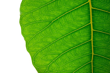 Bodhi leaf