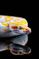 Obraz premium Albino Snake on Black Background: A close-up of an albino Burmese python coiled elegantly on a glossy black surface. Reptile. Wildlife. Snakes.