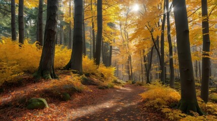 Obraz premium autumn in the forest