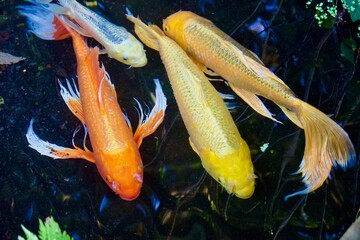綺麗なヒレナガニシキゴイ