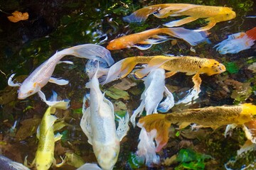 綺麗なヒレナガニシキゴイ