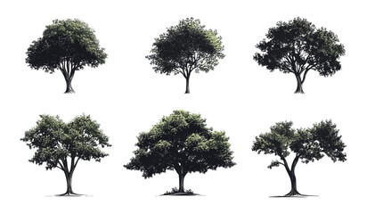 Fototapeta premium Vector illustration of isolated trees for landscape and park design, architectural decoration, outdoor graphics, natural objects on white background