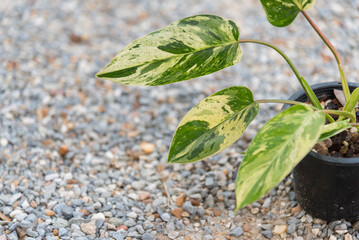 Closeup to philodendron emerald queen in the pot  