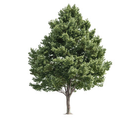 Naklejka premium Green tree vector illustration isolated on transparent background with clipping path, alpha channel, summer forest foliage for both web pages and printing materials