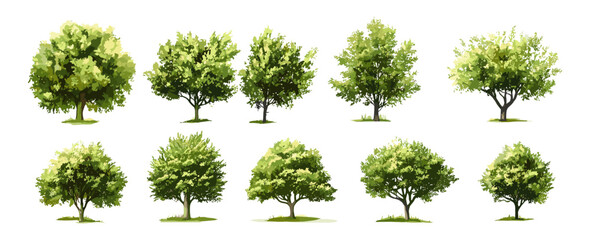 Fototapeta premium Vector watercolor tree top view isolated on white background, elements for garden and landscape plan, green grass, architecture layout, environment design, outdoor drawing