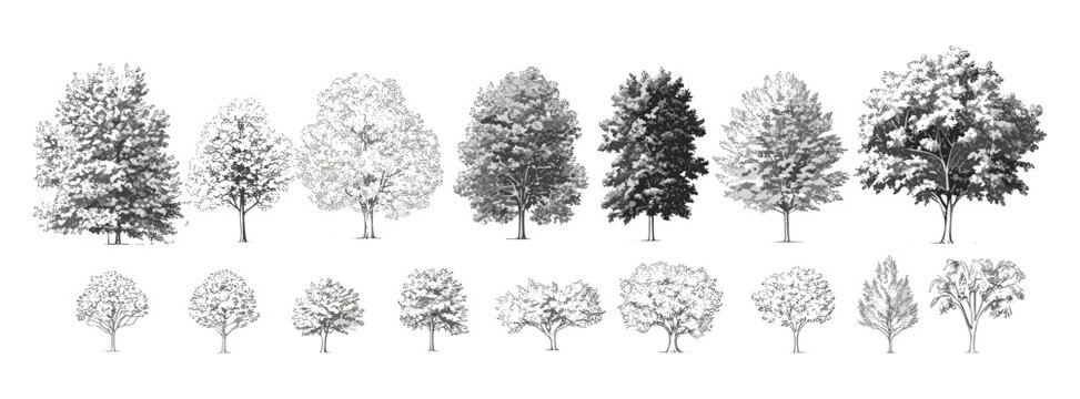 Minimal vector illustration, side view tree line drawing, oak and tropical tree graphics, architecture landscape design elements, white stroke fill, outline symbol.