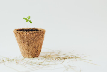 Small green plant sprout in biodegradable pot on white background. For text and articles on health....