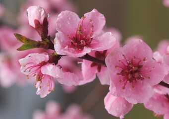 Obraz premium spring cherry blossom, close up