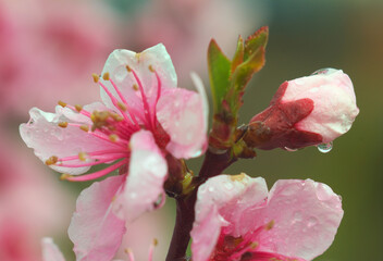 spring cherry blossom, close up