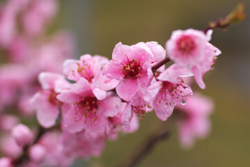 spring cherry blossom, close up