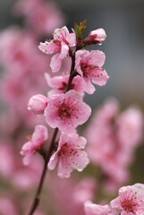 spring cherry blossom, close up