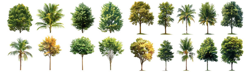 Obraz premium Tropical tree vector illustration set isolated on white background, nature design, tropical plants, jungle art, botanical illustration, eco-friendly clipart, summer foliage