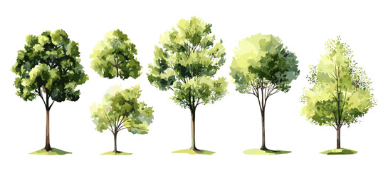Vector watercolor green tree, isolated forest side view for landscape, architecture drawing, garden and environment elements, shrub section, nature illustration, plants, outdoor design