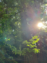 Sunlight through the trees in a redwood grove