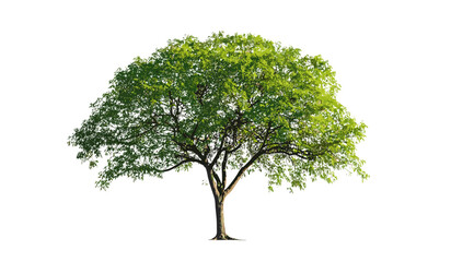 Vector illustration of a tree with green leaves on a white background, eco nature design, botanical drawing, decorative foliage, landscape element, environment-friendly tree clipart