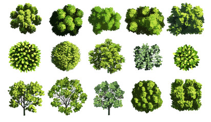 Vector set of green tree top view for outdoor plan, map, and architecture drawing, elements for garden, tropical plants, environment, botanical elements, blooming flowers in spring © aura studio