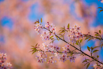 Phaya Suea Krong flower