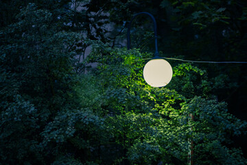 A street light is brightly shining through the tall trees at night