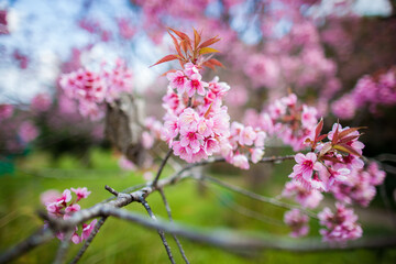 Phaya Suea Krong flower