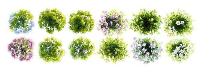 Blooming tree top view watercolor vector isolated on white background for landscape plan, garden and architecture drawing, environment elements, botanical elements in spring