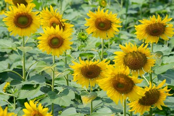 Fototapeta premium sunflowers in the field