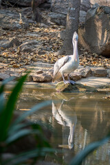 Naklejka premium pelican on the pier