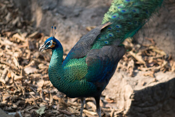 Obraz premium peacock with feathers