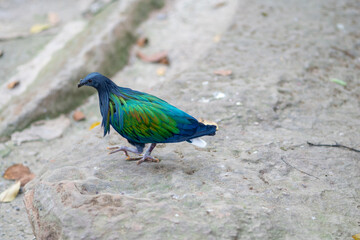 peacock in the zoo