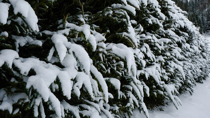 Winter in The Dolomites, Northern Italy