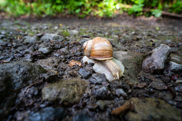 A small snail is slowly crawling along a rocky surface area