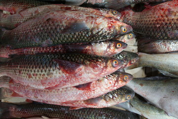 Freshly caught gray mullet lies on the counter of the fish market.