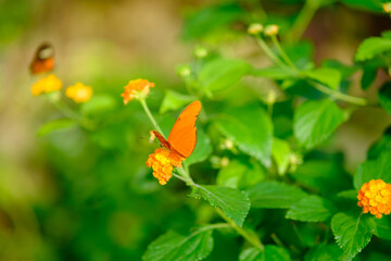 A butterfly is sitting on a flower in a lush garden