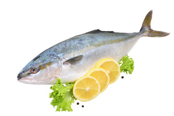 Big yellowtail fish on white background isolated