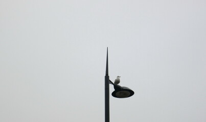 bird and an antenna 