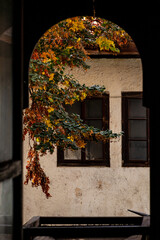 Arched view of autumn leaves and old windows. A cozy scene framed by an arch, showcasing vibrant autumn leaves and rustic wooden windows on a textured wall.