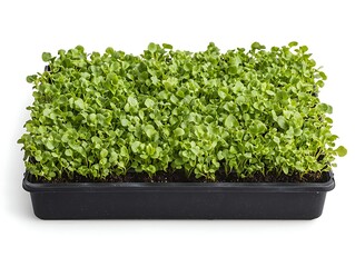 Fototapeta premium A tray of vibrant green microgreens, densely packed in a black container, showcasing healthy growth and freshness.