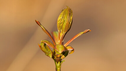 Spring leaf bud on tree sprout with new leaves isolated on bright background. spring background...