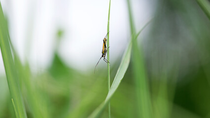 Leptura maculata. macro insect, spotted long-legged beetle. an insect with a large mustache sits on...