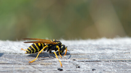 Vespula germanica, European wasp, German wasp. while scratching a wooden surface with its jaws, from which cellulose will be obtained, to build the nest. Isolated specimen, macro insect