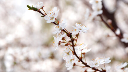 cherry. White flowers. flowering branch in the garden. delicate spring flowers on blooming trees. macro photo, delicate flowering. soft focus. beauty of nature. close-up. Cherry tree in Spring time
