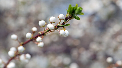 cherry. White flowers. flowering branch in the garden. delicate spring flowers on blooming trees. macro photo, delicate flowering. soft focus. beauty of nature. close-up. Cherry tree in Spring time