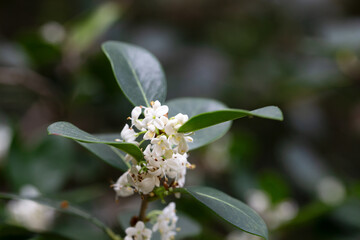 False holly ( Osmanthus heterophyllus ) flowers close up. Oleaceae Dioecious evergreen tree. Sweet-scented white florets bloom from October to December.