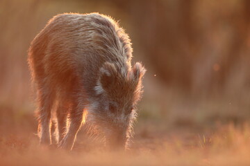 Dzik euroazjatycki, dzik, (Sus scrofa) © Bartosz Rakoczy