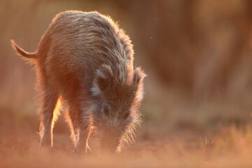 Dzik euroazjatycki, dzik, (Sus scrofa) © Bartosz Rakoczy
