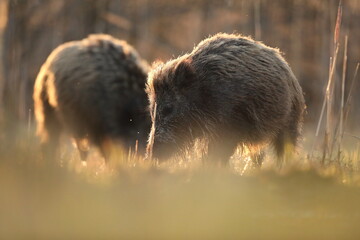 Dzik euroazjatycki, dzik, (Sus scrofa) © Bartosz Rakoczy